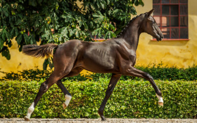 Exciting Selections Revealed for SWB Elite Foal Auctions 2023