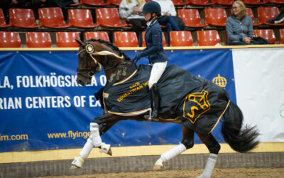 Devin Franco GJ (SWB) 1472 vinner SWB Stallion Trophy för 3-åriga hästar
