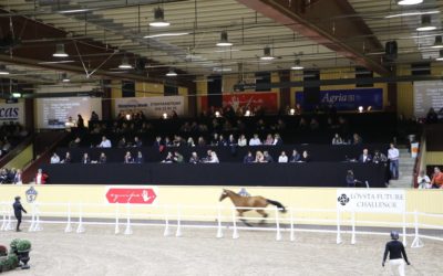 Toppbetyg för Breeders Trophy