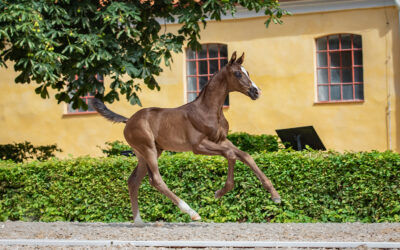 The full list of foals for SWB Elite Foal Auction 2022