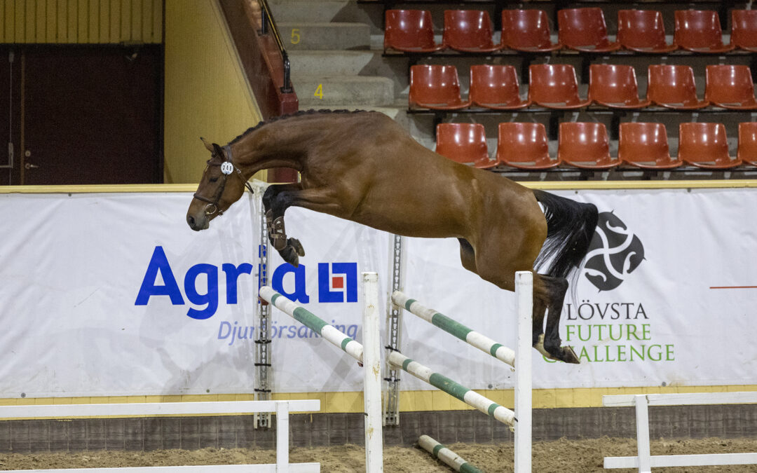 Så kommer 3-års championatet för hopphästar att gå till 