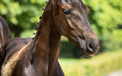 King Olav kung på SWBs Elite Foal Auction Dressage presented by Horsepartner