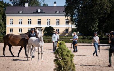 Här är de uttagna fölen till SWB Elite Foal Auction 2025