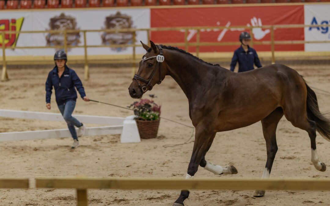 Kvalade 3- och 4-åringar kan nu anmäla sig till SWB Equestrian Weeks
